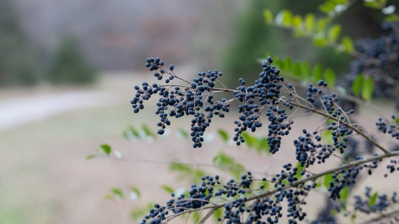 Chinese Privet