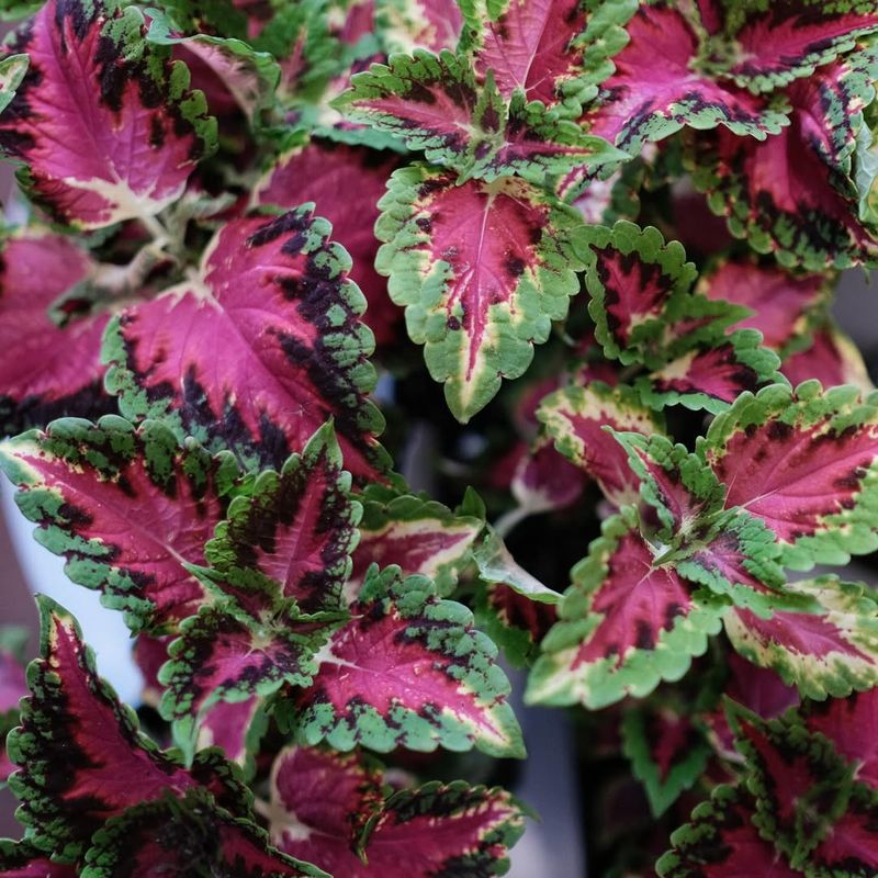 Coleus