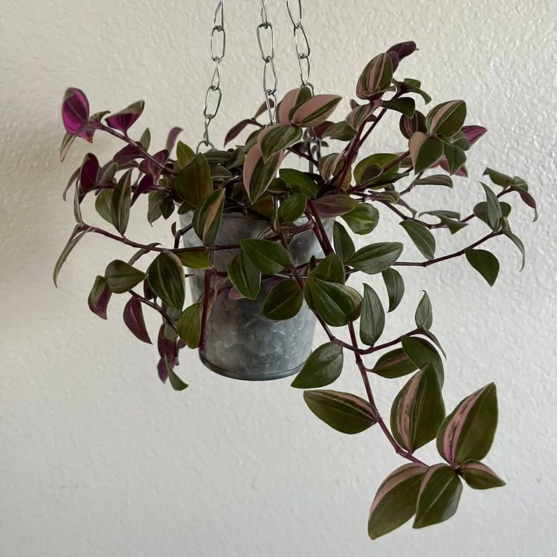 Tradescantia