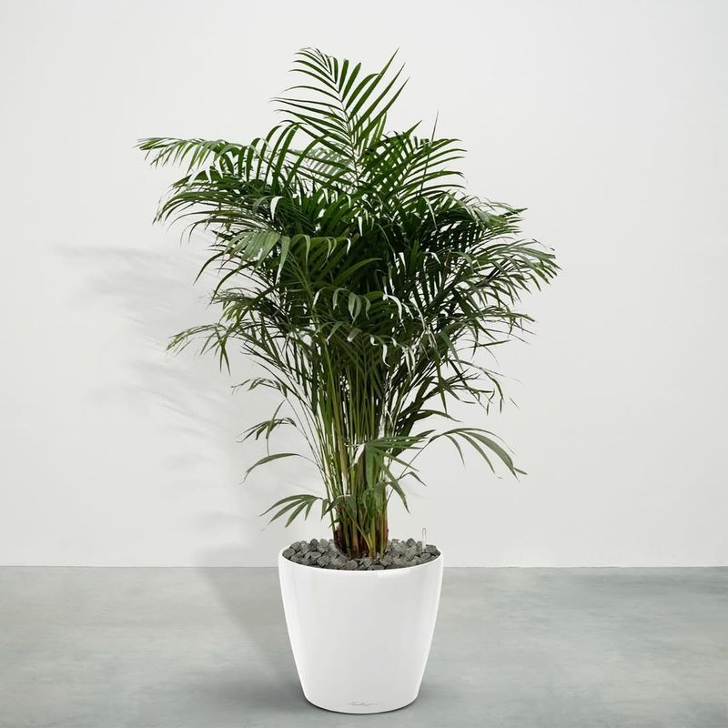 Areca Palm