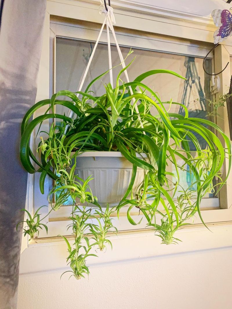 Spider Plant