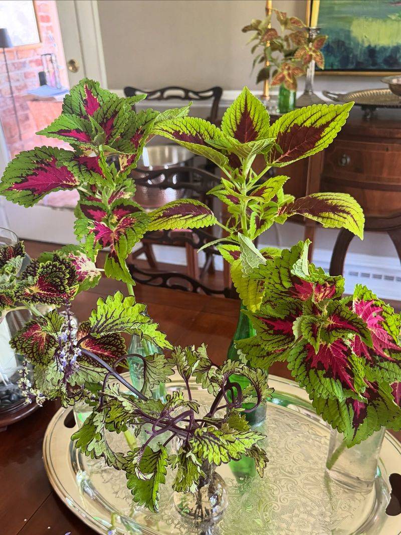 Coleus