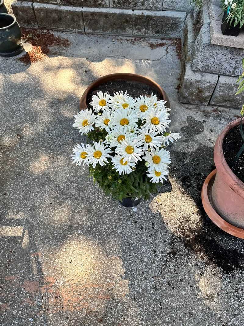 Shasta Daisies Getting Leggy And Floppy