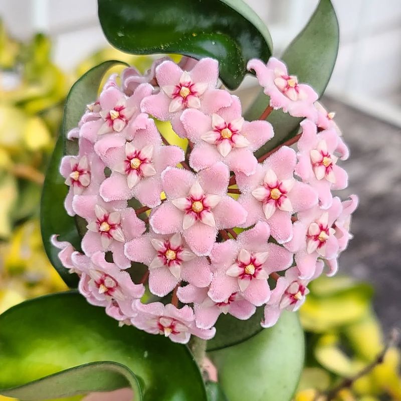 Hoya Carnosa (Wax Plant)