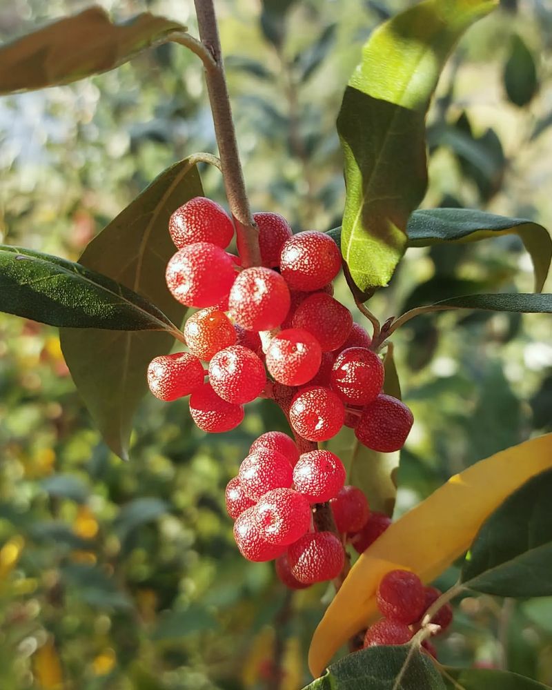 Autumn Olive (Elaeagnus Umbellata)