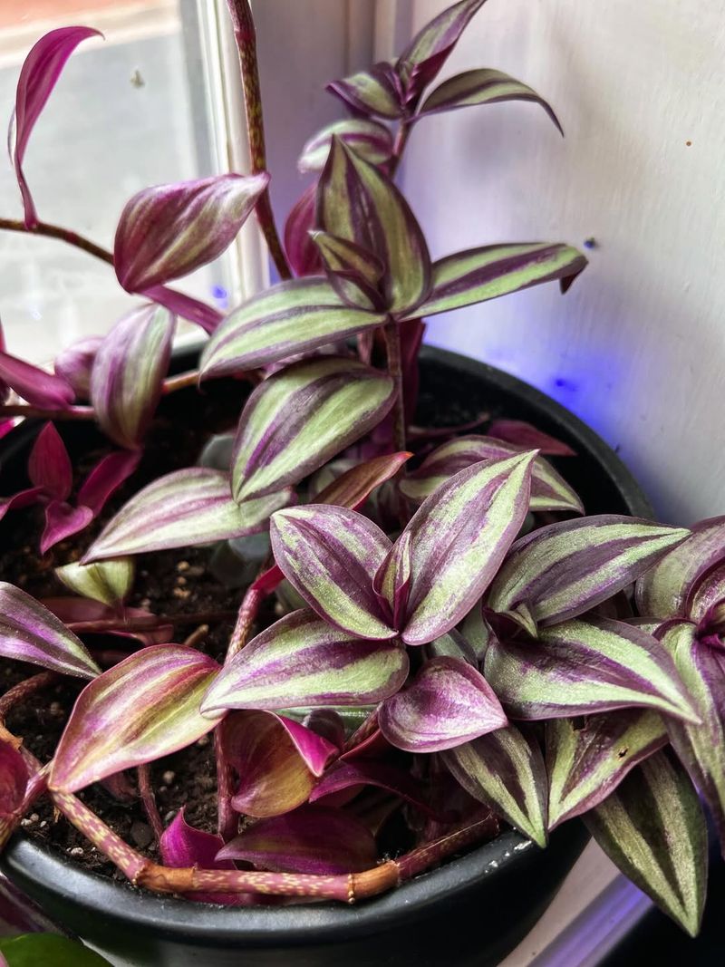 Tradescantia (Wandering Dude / Inch Plant - Tradescantia Zebrina And Relatives)