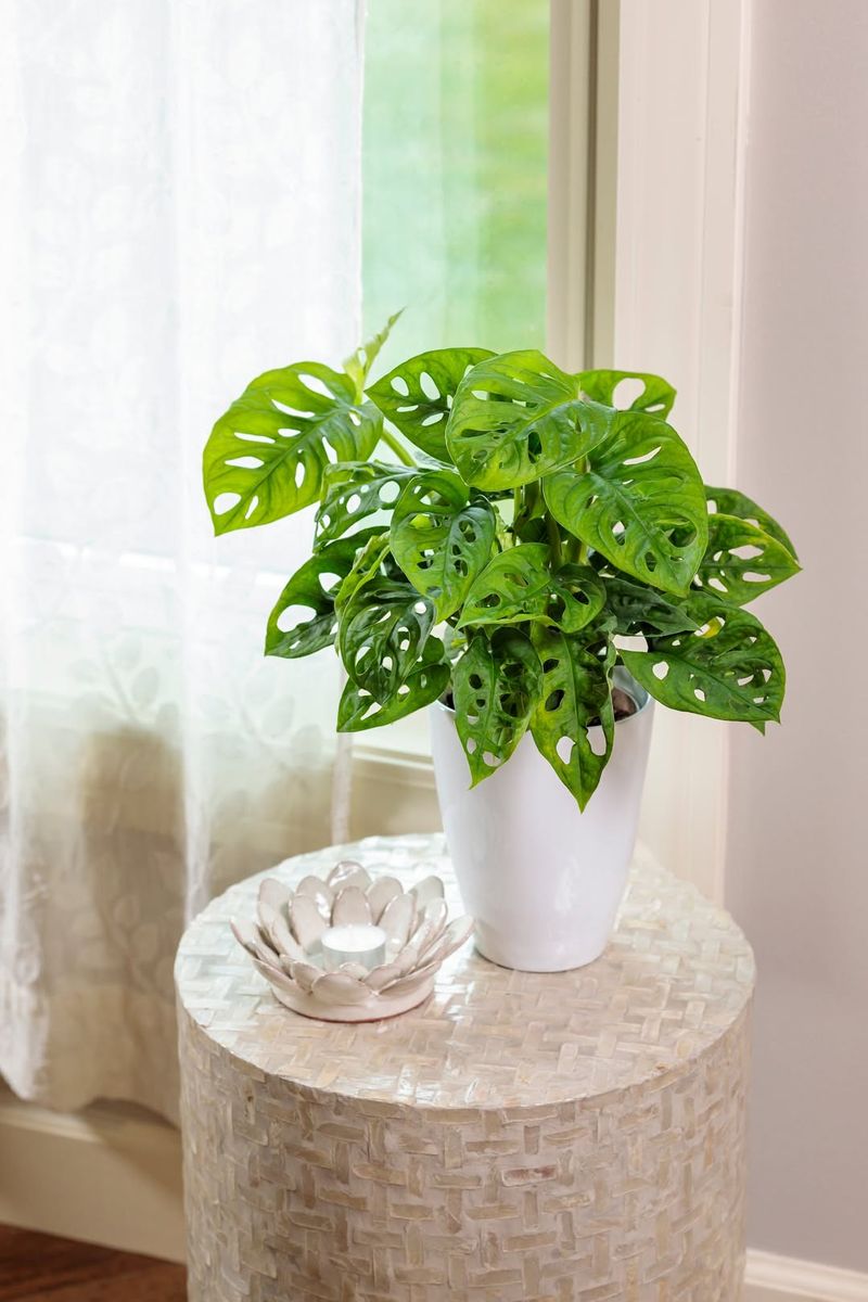 Monstera Adansonii (Swiss Cheese Vine)