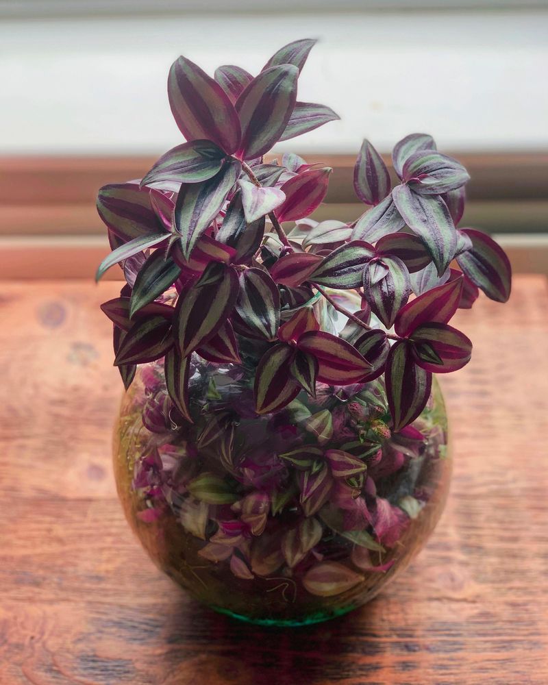 Wandering Dude (Tradescantia zebrina)