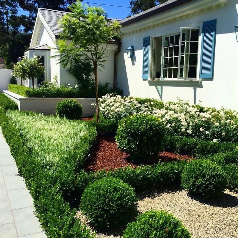 Boxwood (Buxus sempervirens)