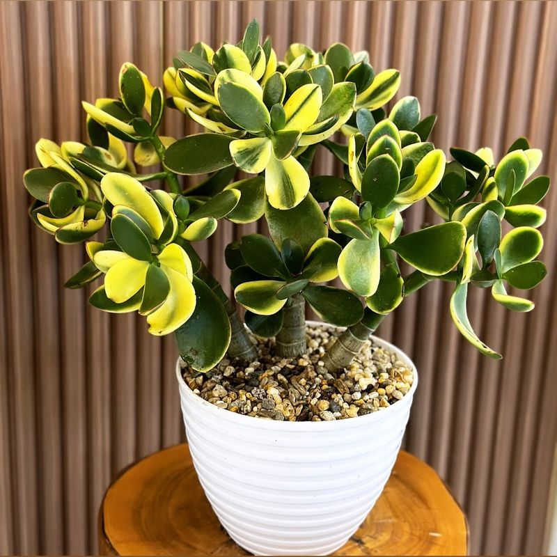 Jade Plant (Crassula Ovata)