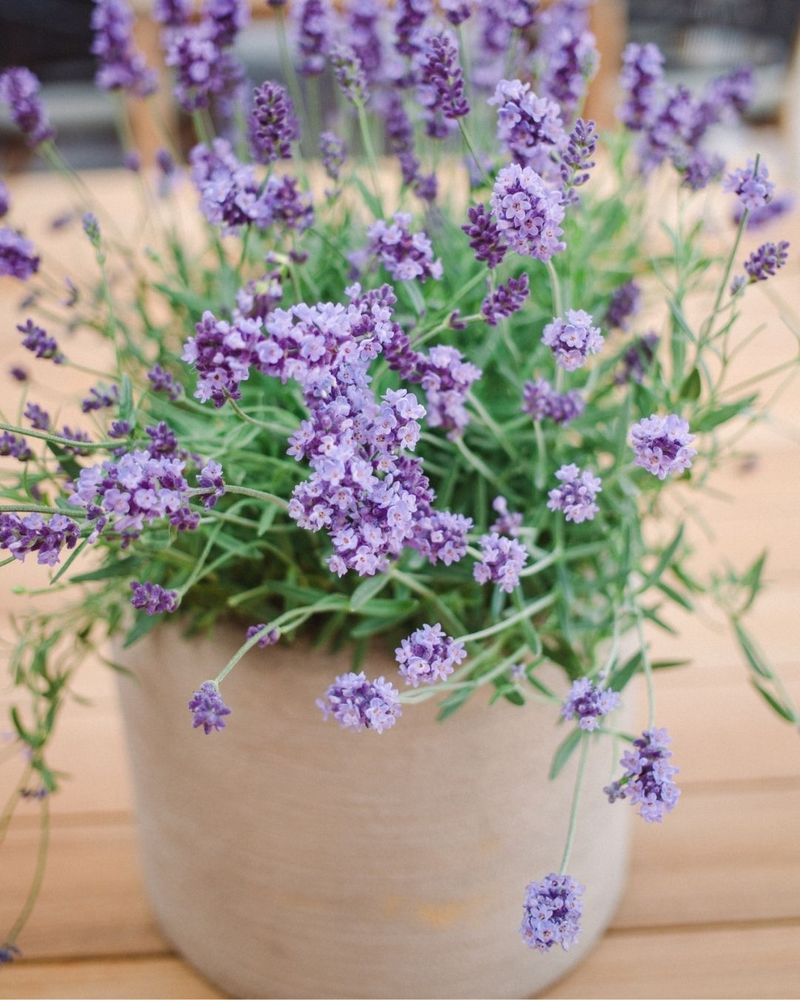 Lavender