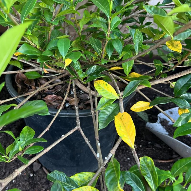 Gardenia Stresses Easily In Heat And Humidity