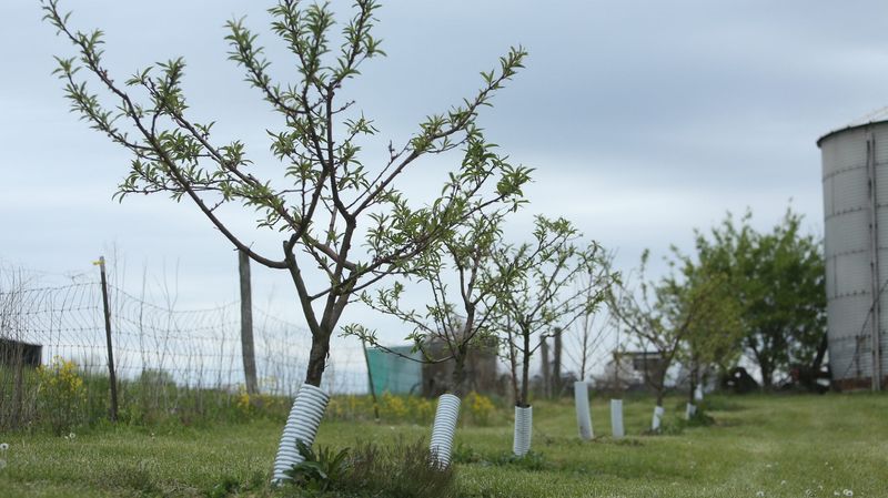 Easier Tree Monitoring And Orchard Management