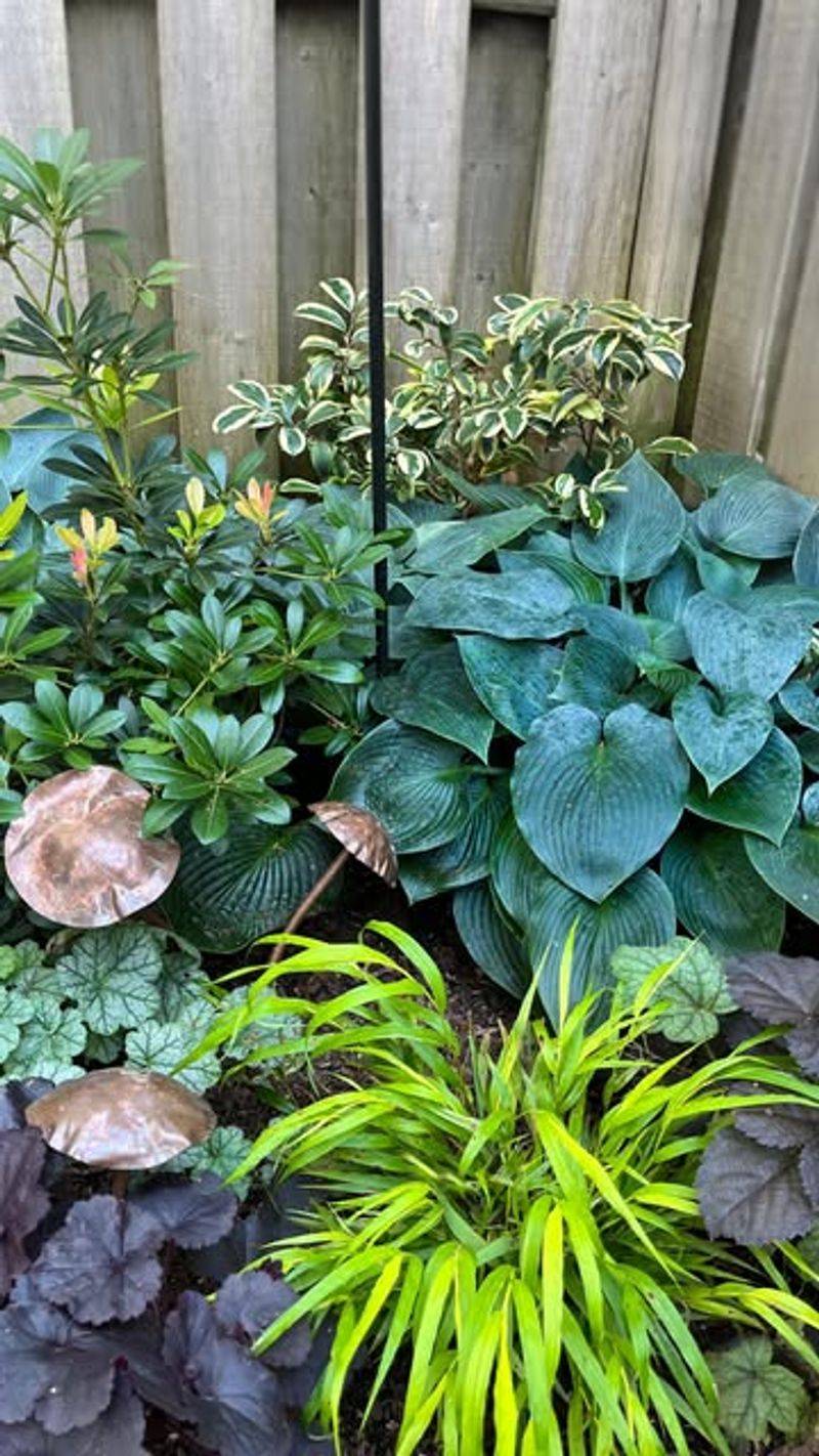 Complements Shade-Tolerant Plantings