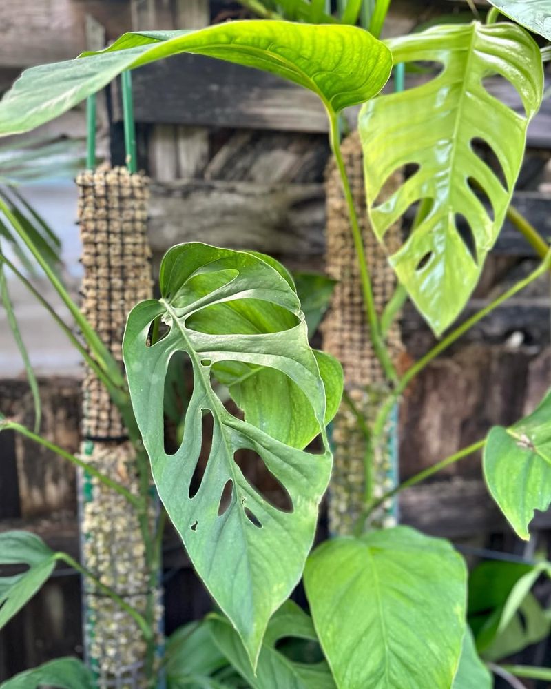 Fertilize Lightly During Spring And Summer Growth Periods