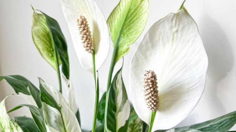 Meditation Corner for Spiritual Growth