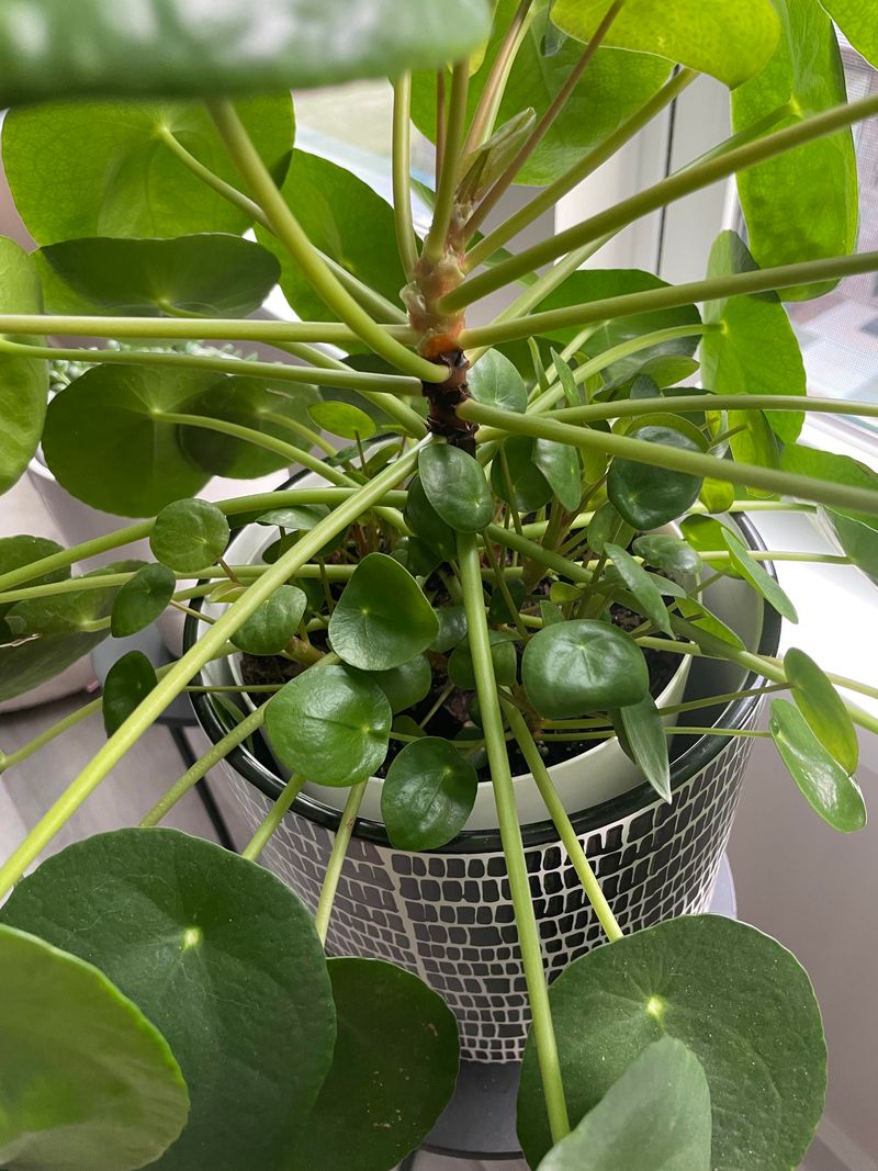Bedroom Dressers With Indirect Light