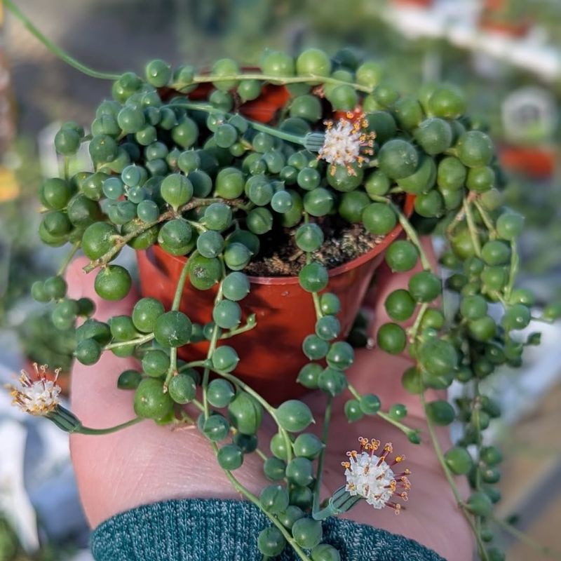 Senecio Rowleyanus (String Of Pearls)