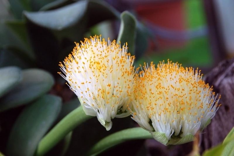 Haemanthus Albiflos (Paintbrush Plant)