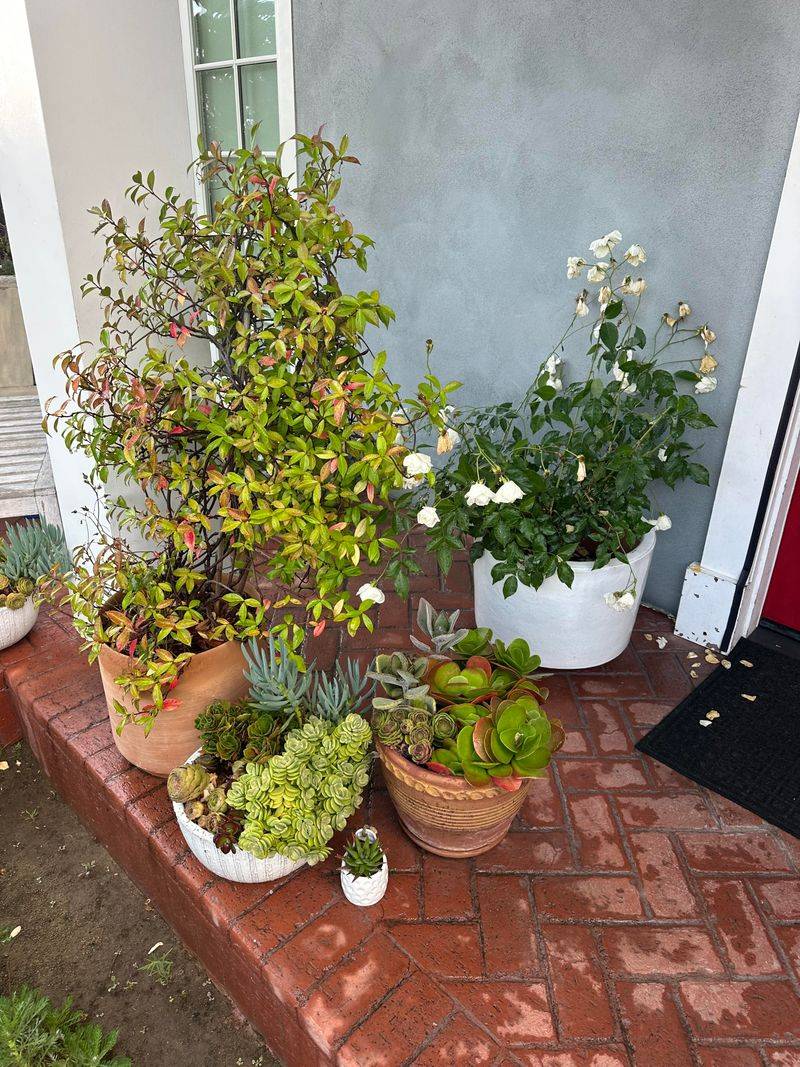 Container Plants Drowning In Saucers