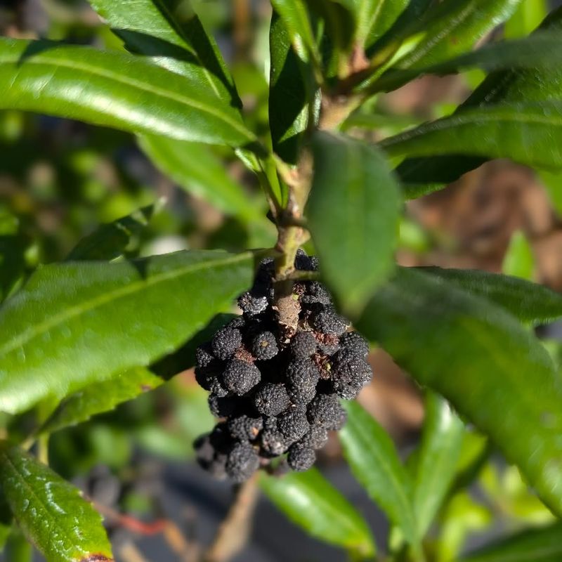 Glossy Abelia Or Wax Myrtle