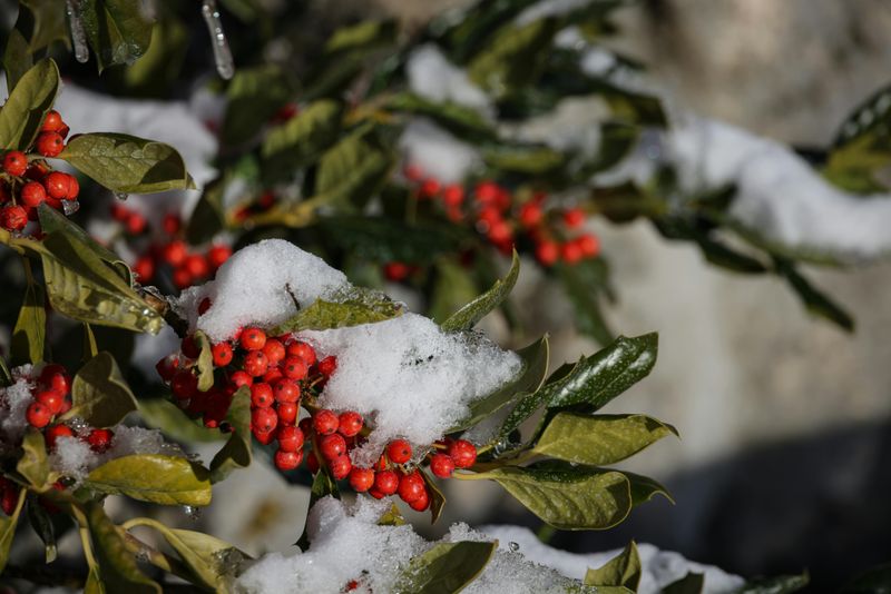 Low Maintenance Requirements For Busy Gardeners