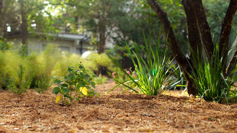 Choose Native Hardwood Mulch For Heat Resistance