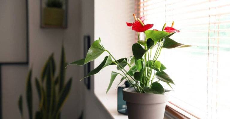 indoor plant care