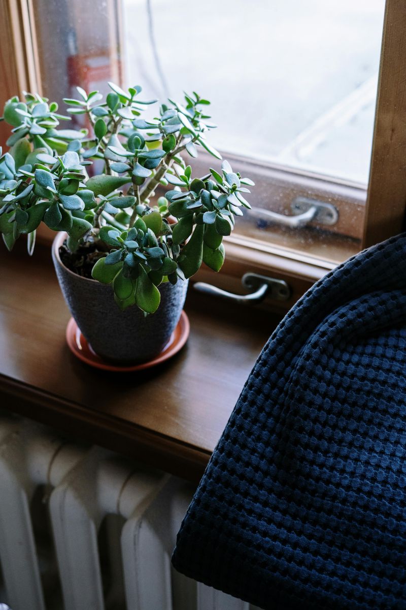 Choose The Right Location With Bright, Indirect Light