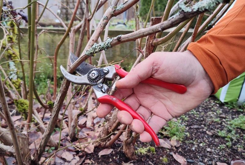 Prune Ornamental Plants In Late Winter Before New Growth Starts