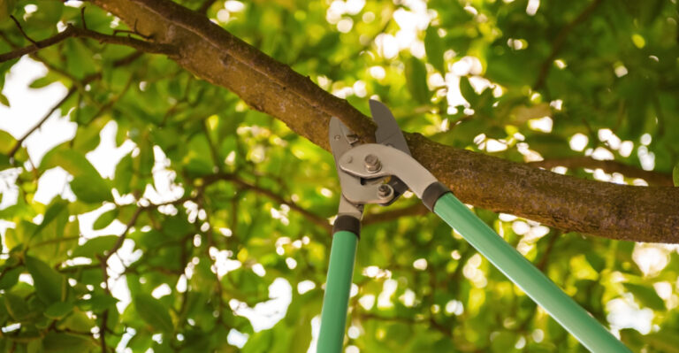 pruning tree (featured image)
