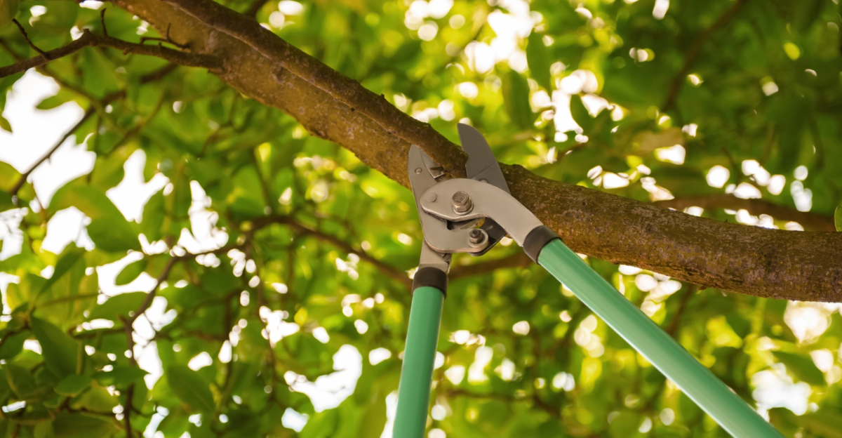 pruning tree (featured image)