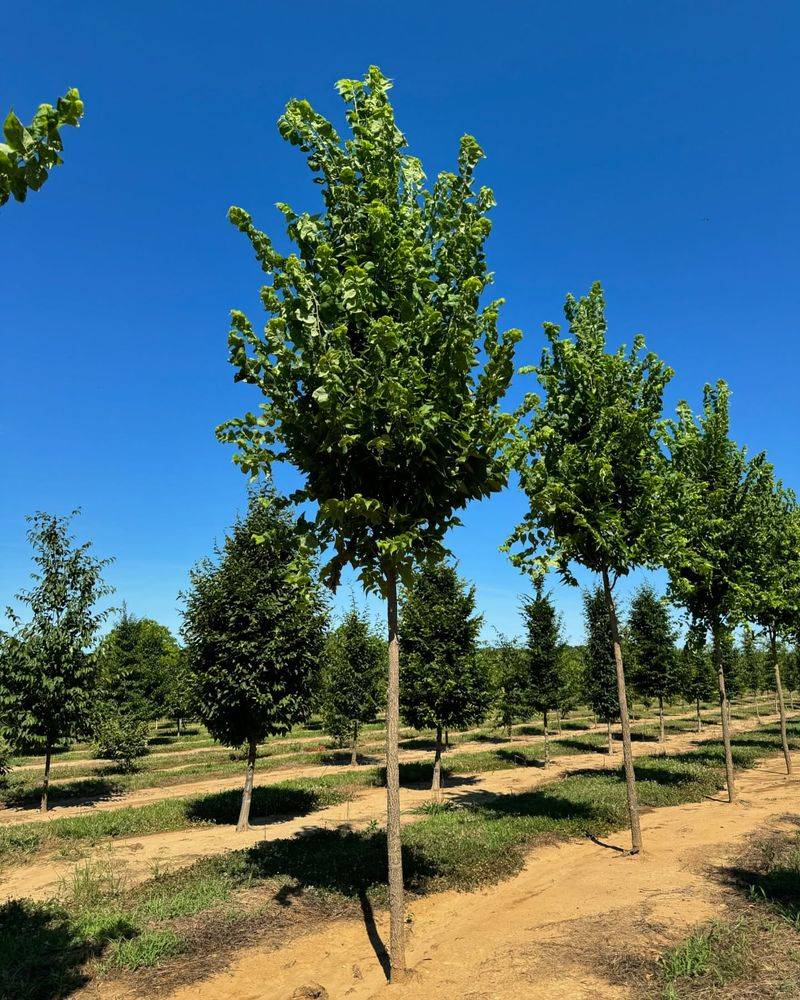 Hackberry (Celtis Laevigata)