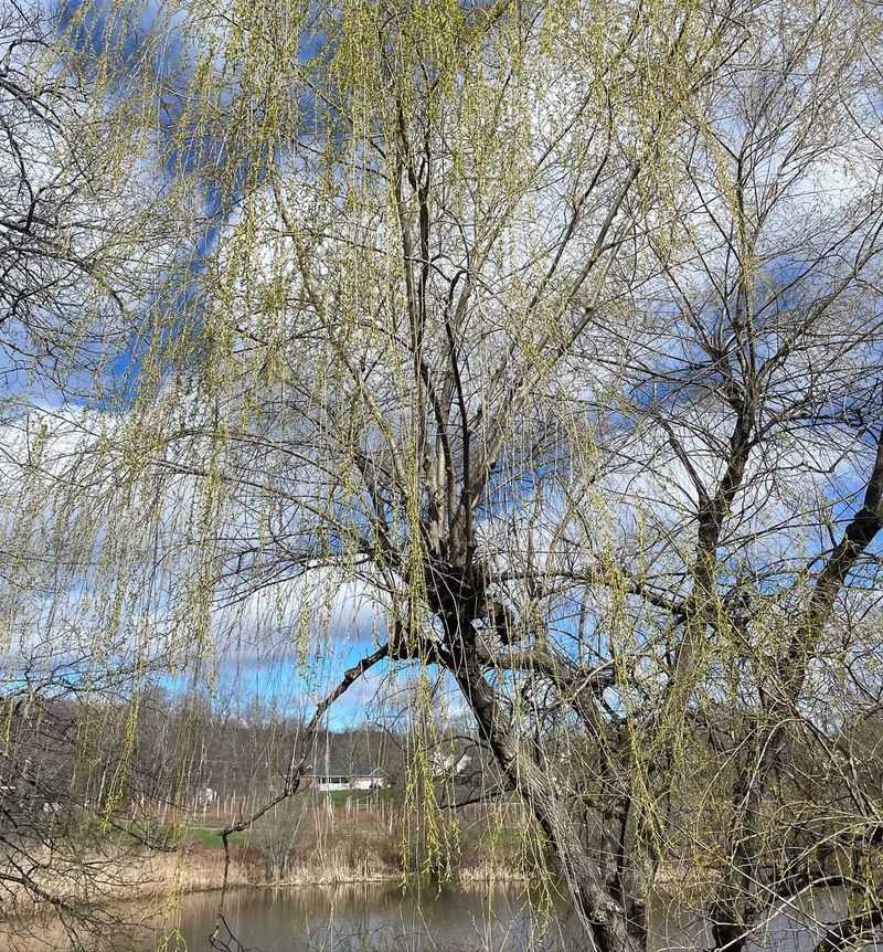 Willow Trees (Salix Species)