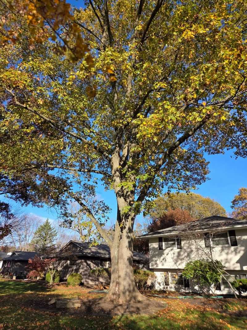 Expired Or Declining Trees Within Defensible Space Zones