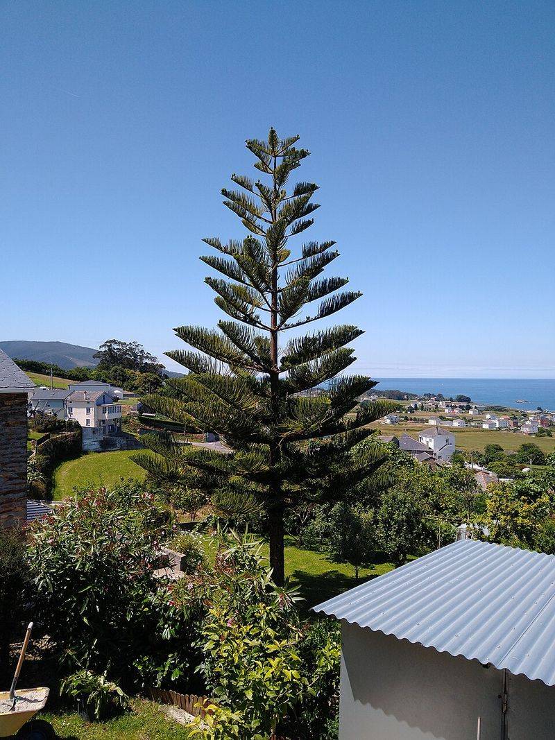 Norfolk Island Pine