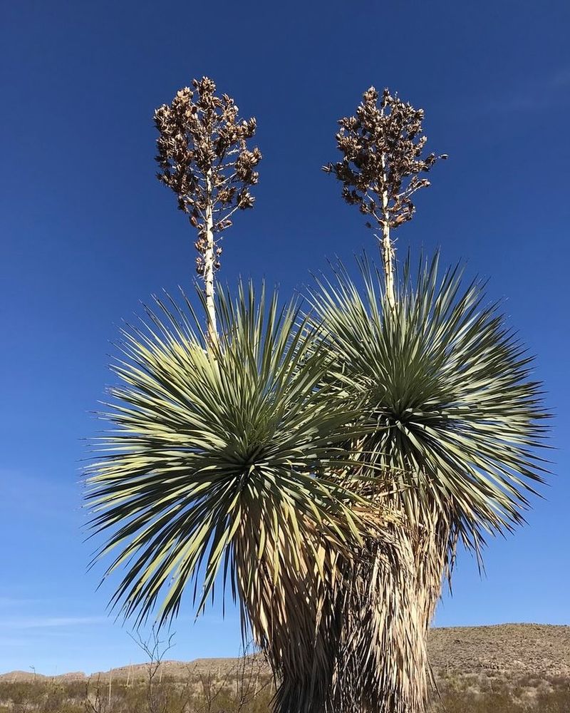 Yucca Rostrata (Beaked Yucca)
