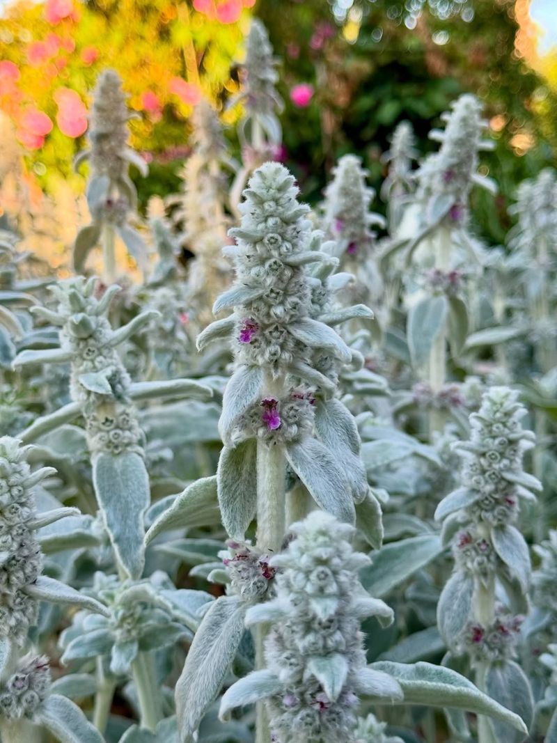 Lamb's Ear