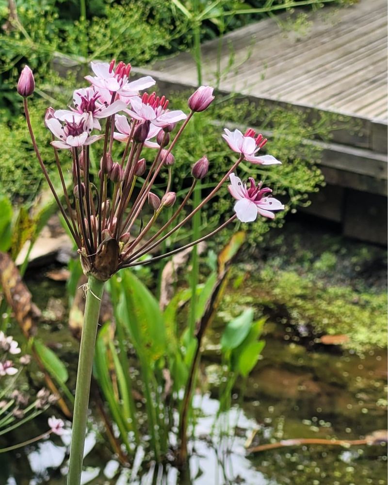 Flowering Rush (Butomus umbellatus)