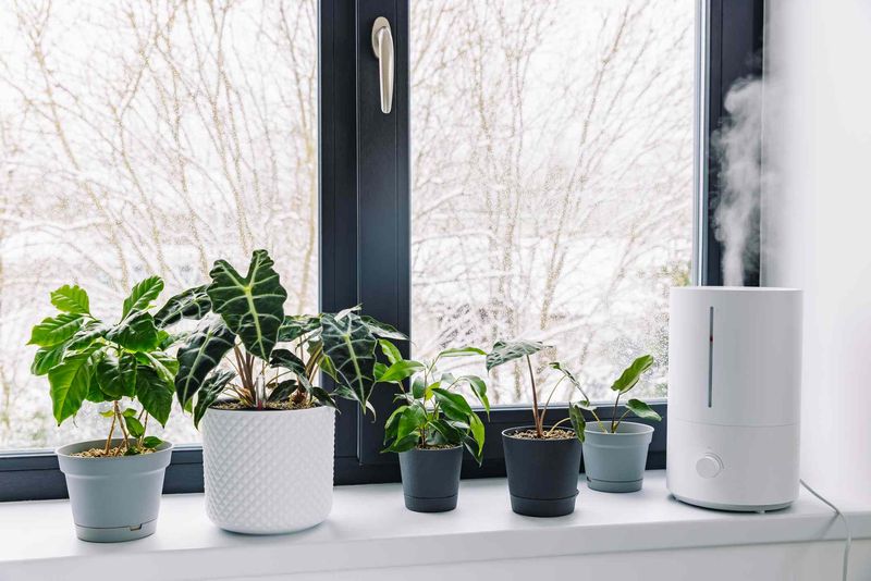 Assess Humidity Levels In Your Indoor Environment