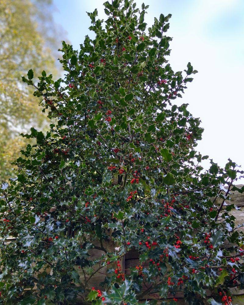 Yaupon Holly