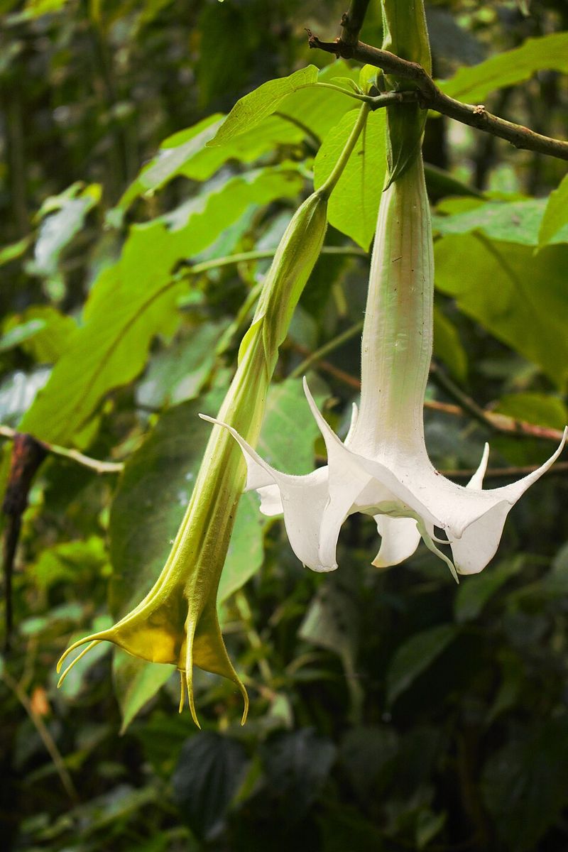 Brugmansia