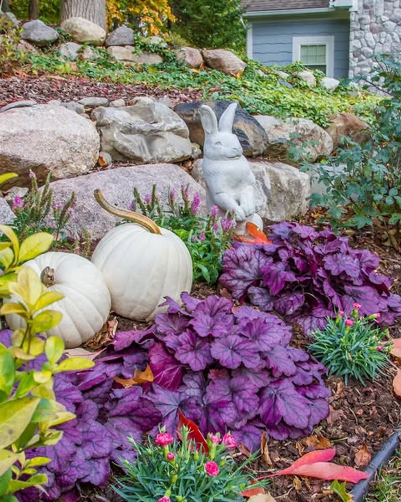 Heuchera (Coral Bells)
