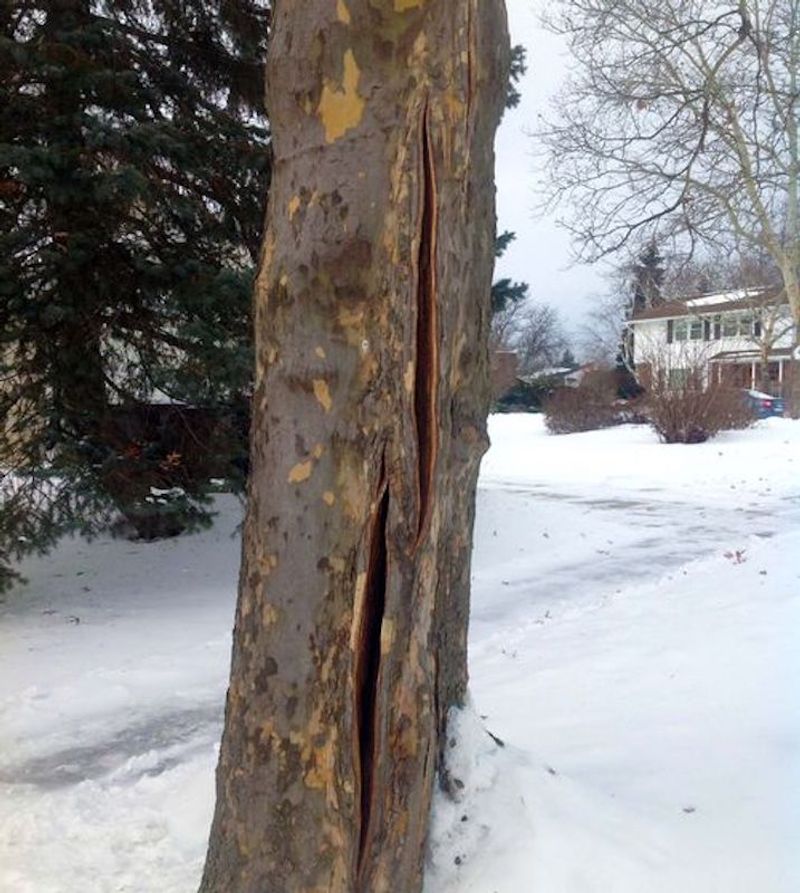 Split Bark On Trees And Shrubs