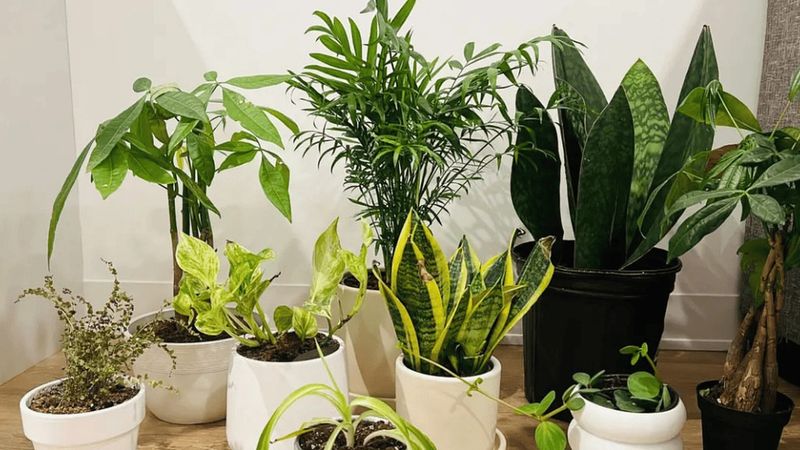 Houseplants Are Repositioned Based On Winter Sunlight
