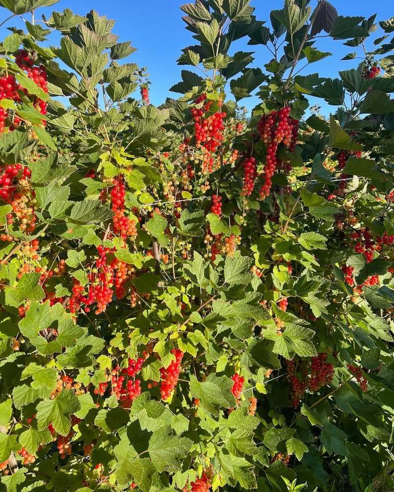 Red Currants
