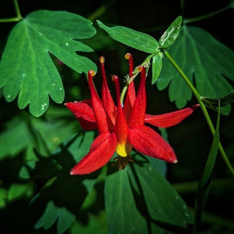 Western Columbine