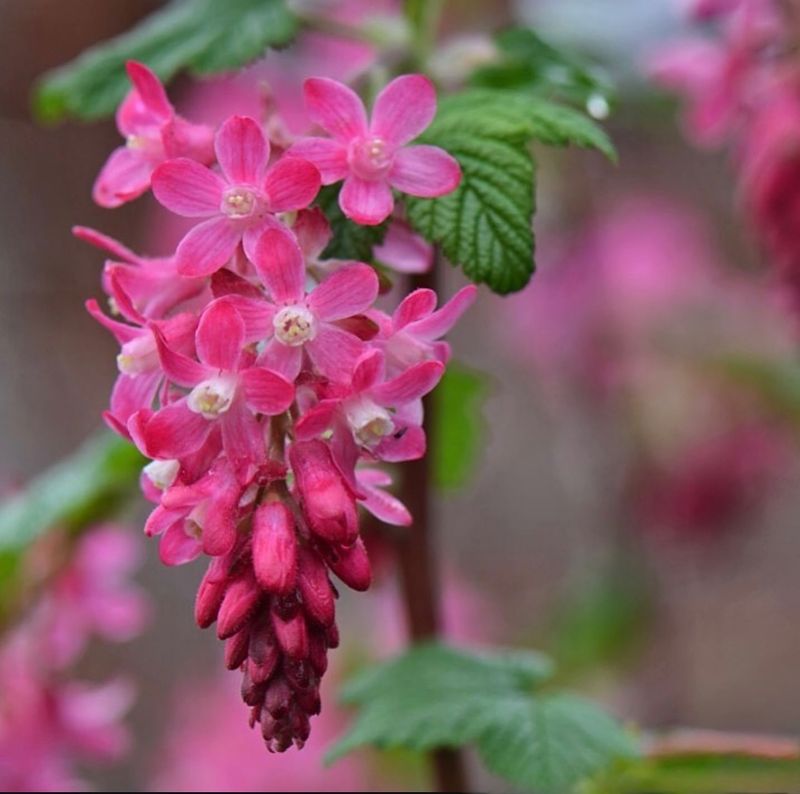 Red-Flowering Currant