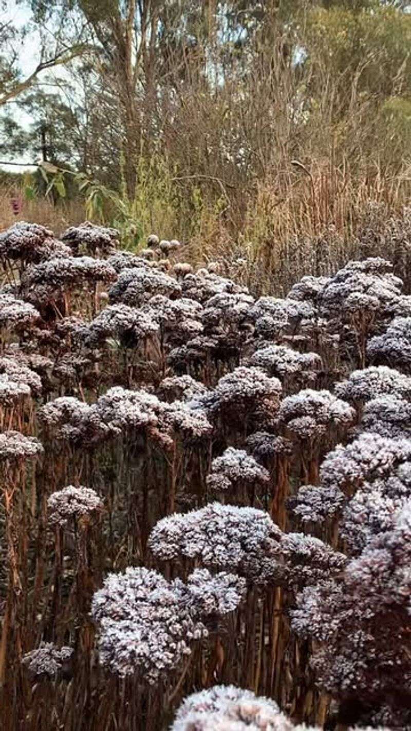 Neighborhood Complaints About Messy Appearance