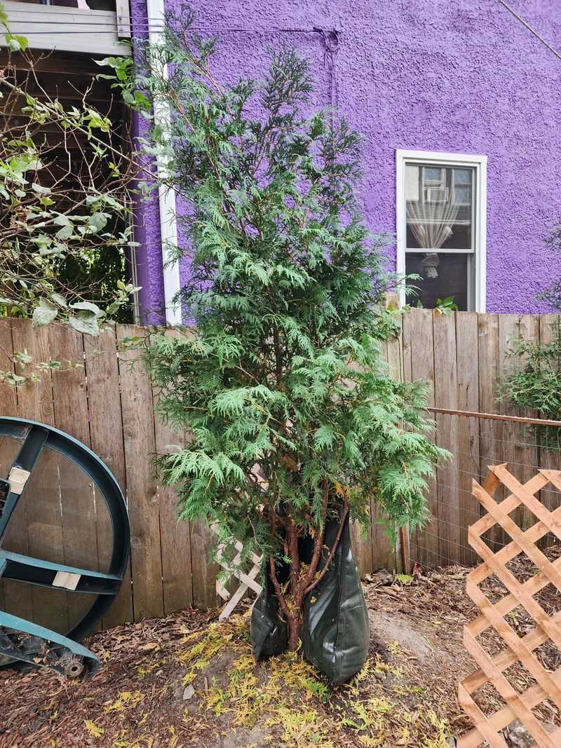 Proper Watering Techniques for Frozen Ground